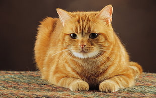orange tabby cat lying on marble surface HD wallpaper